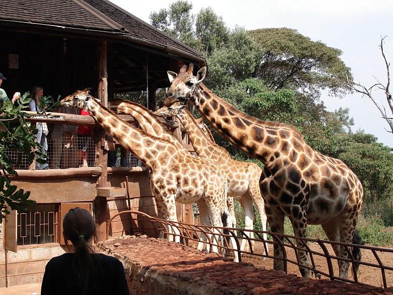 Africa Safari Bookings Advisor