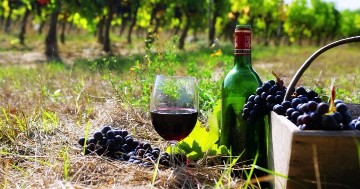                  Go To Wine festival in Armenia wi