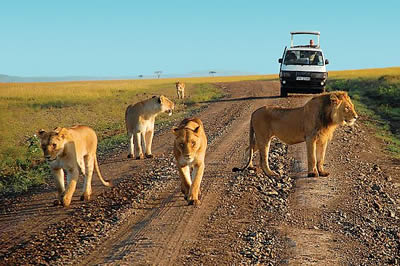 Masai Mara Safaris, Tours & Trips