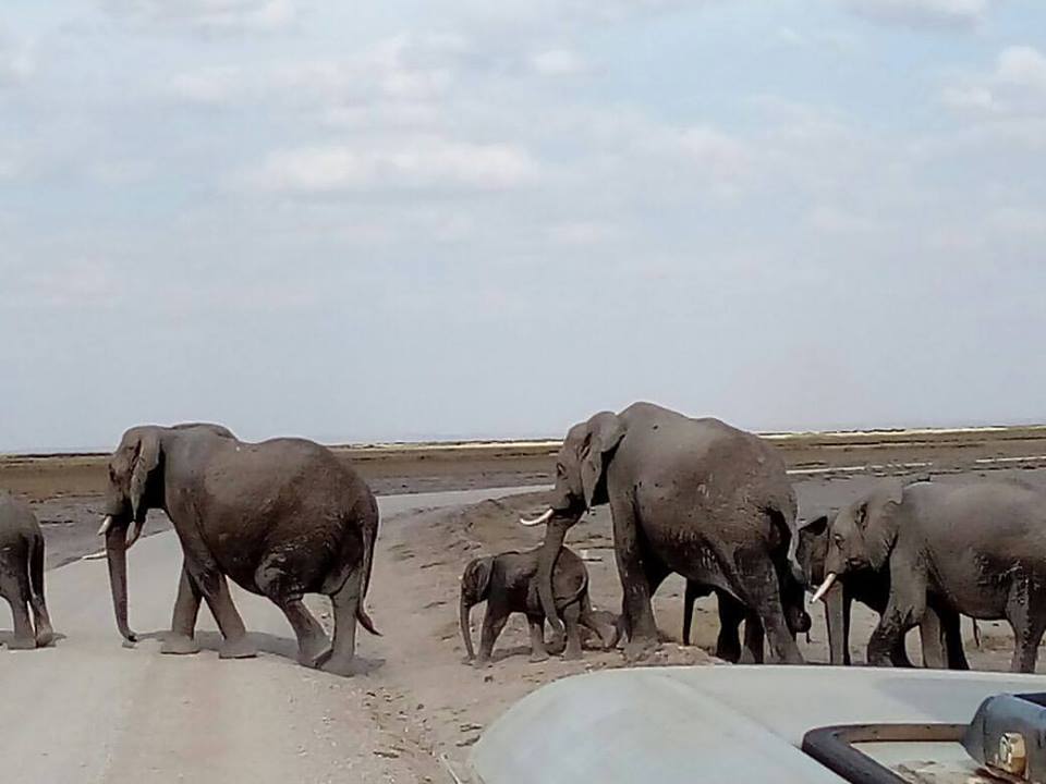 Kenya Budget Safaris 6 days safari