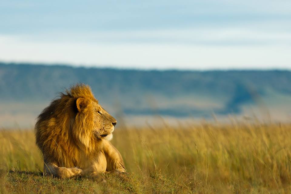 Safari toLake Manyara, Serengeti and Ngorongoro