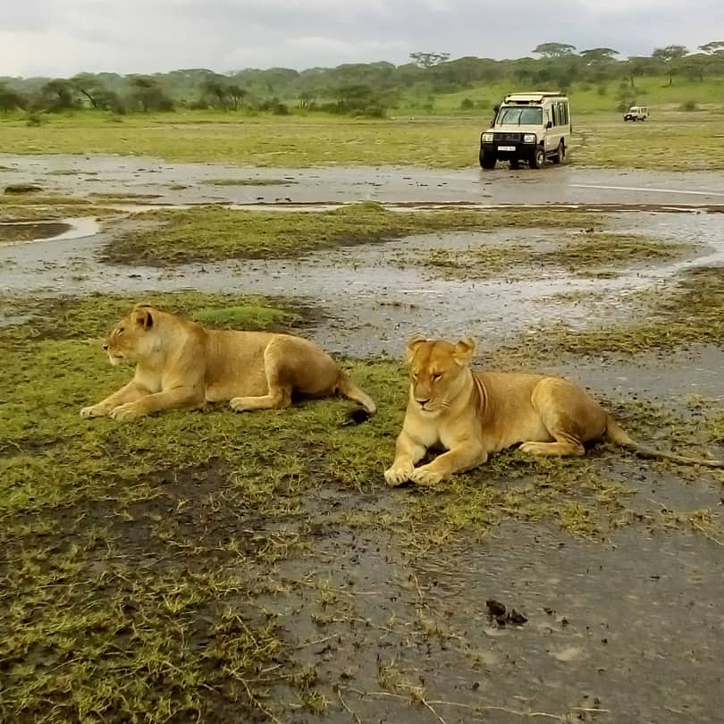 Tanzania lodge safari in May or June at low cost
