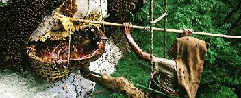 7 Days Wild Honey Hunting Tour in Lamjung