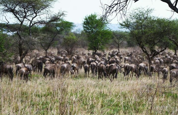 8 Days Great Serengeti Migration Tanzania Safari