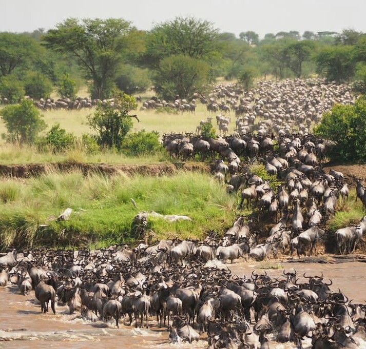 9 Days Serengeti Migration Tour