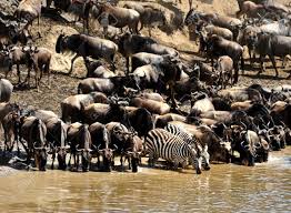 3 days masai mara budget joining safari