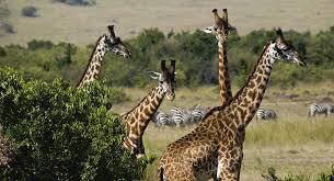 Half day safari Nairobi national park
