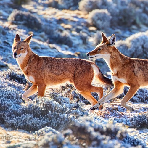 4 Days Bale mountain tour 4 Days Bale mountain tour