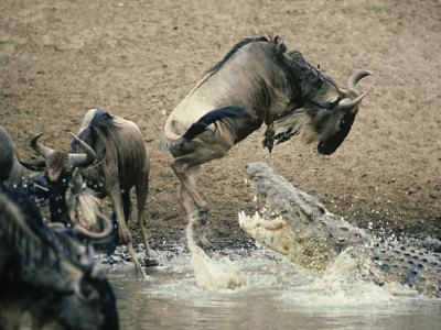 Absolute Holiday and Safaris