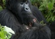 Gorilla Safaris Rwanda