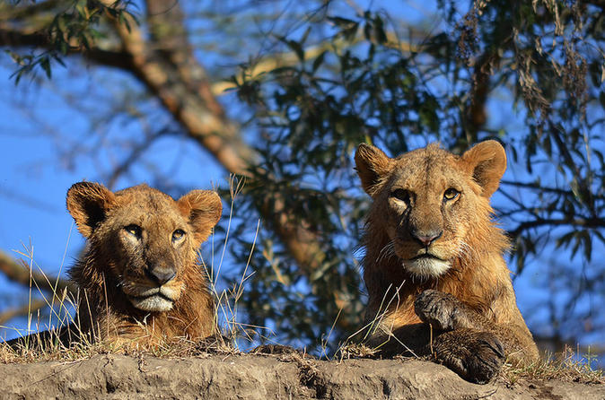 Jeep Safaris and Tours