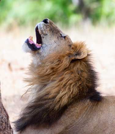 Five Star Luxury Tour & Safari