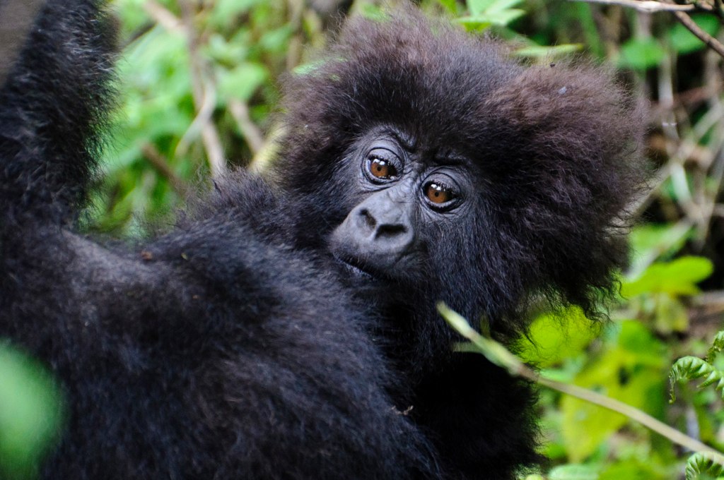 True Uganda safaris