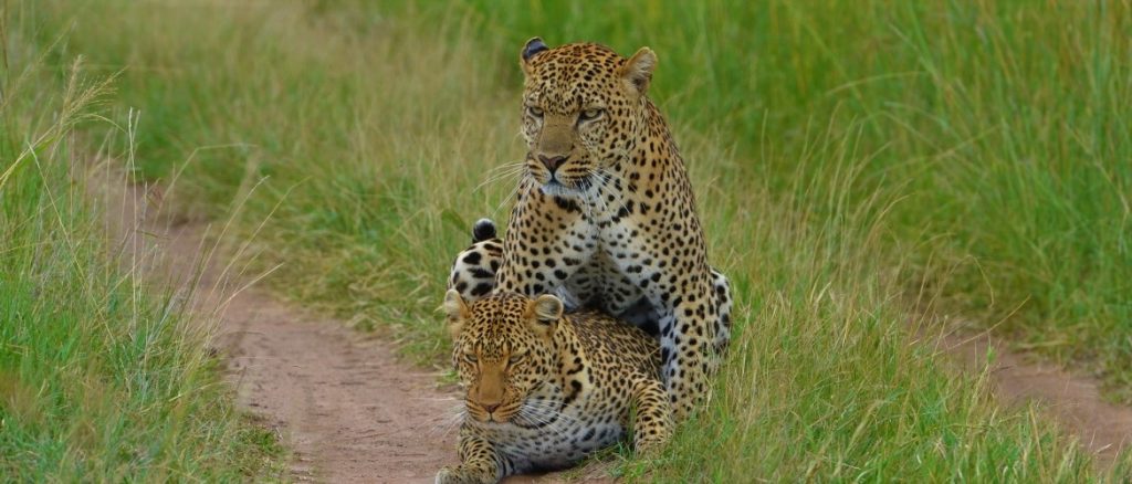 Safaris Adventure Bookers