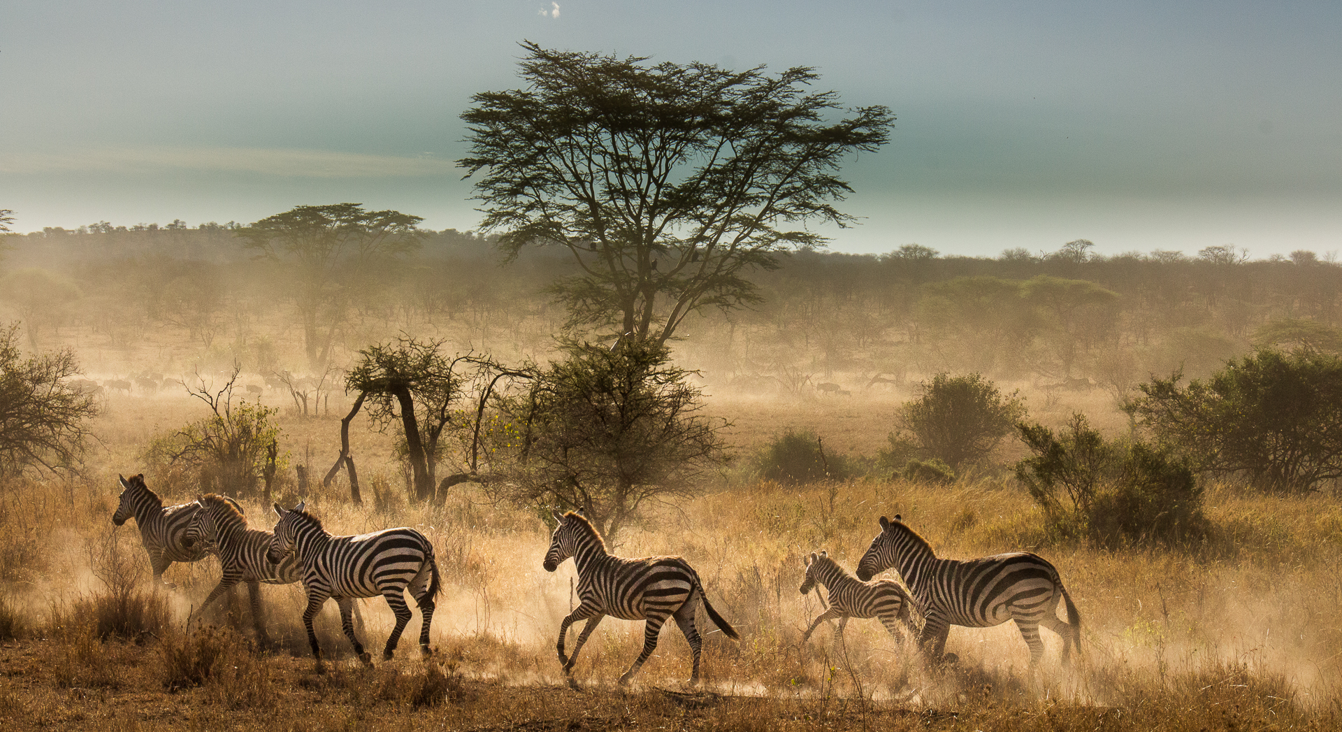 Safari Tarangire, Serengeti & Ngorongoro crater