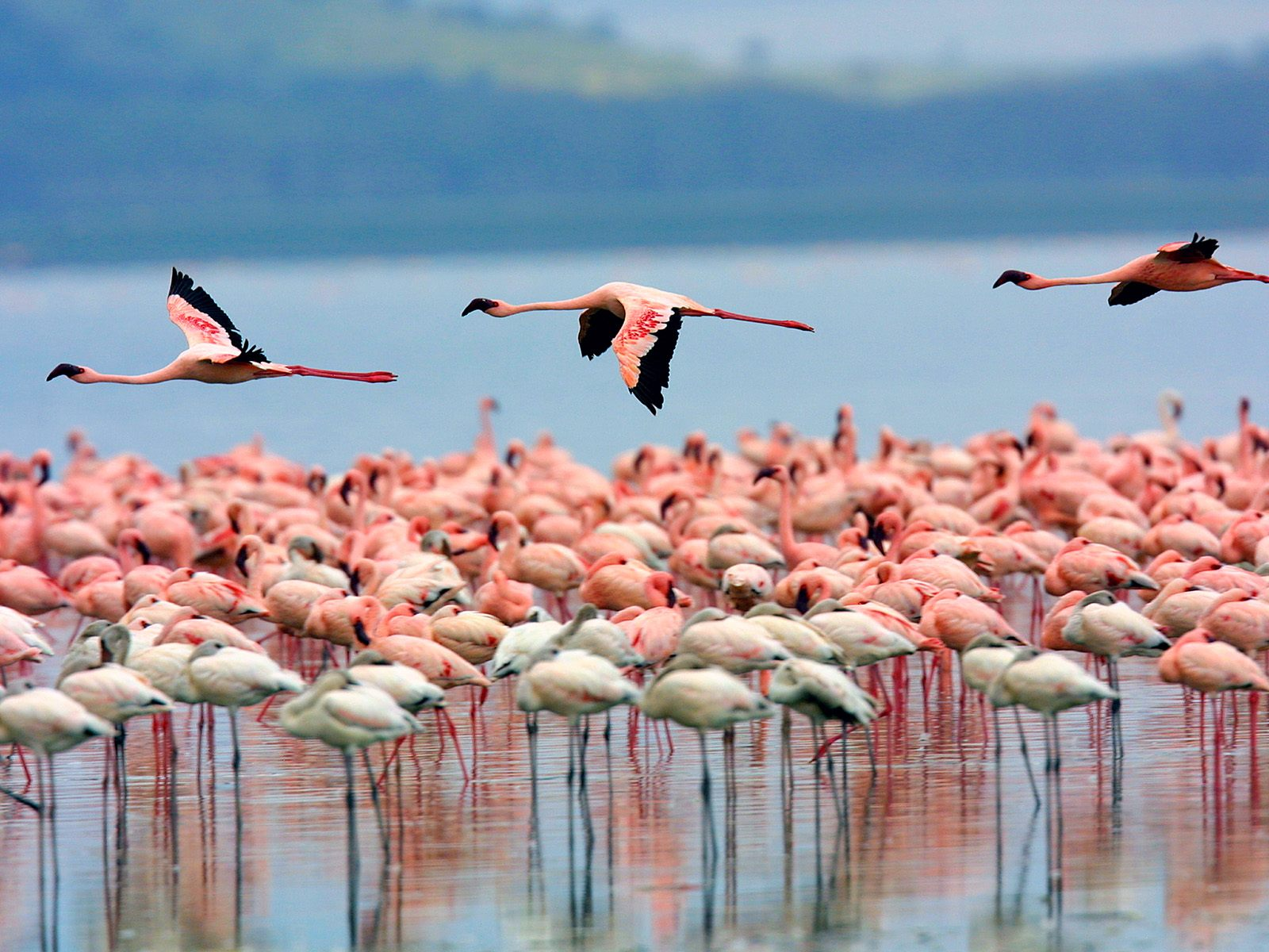 5 Days Classic Kenya Safari