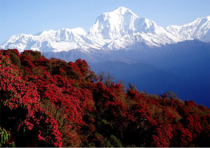 DHAULAGIRI CIRCUIT TREK