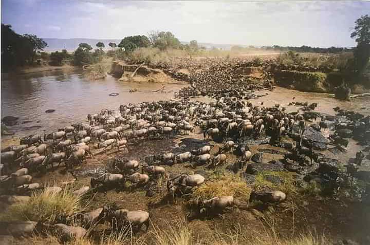 2 Days Masai Mara Safari