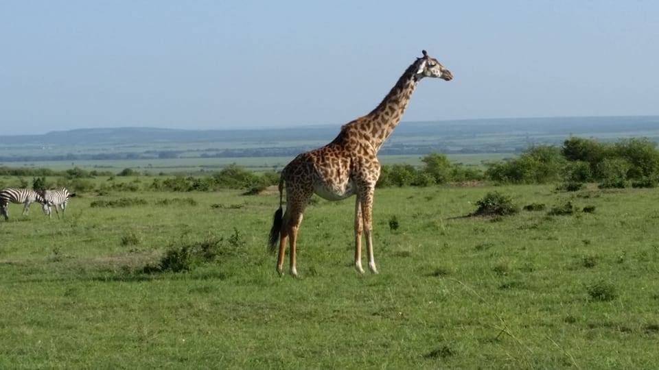 4 days Masai Mara Lake Naivasha Safari