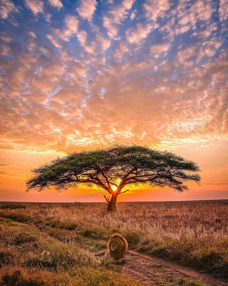 6 days amazing kenya