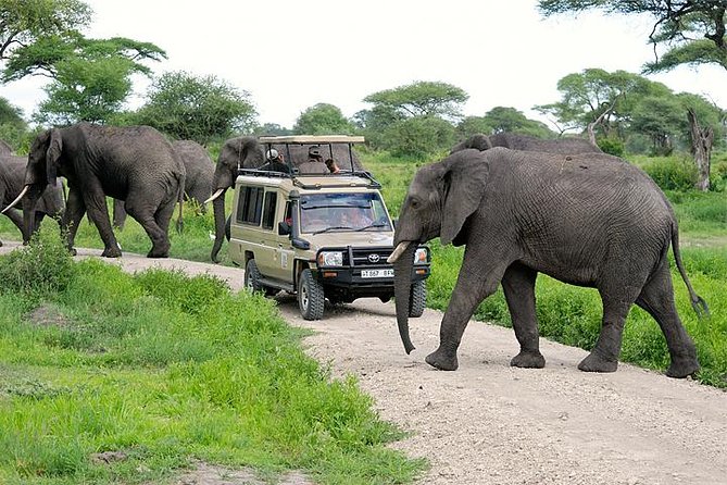 Chimps-Safaris