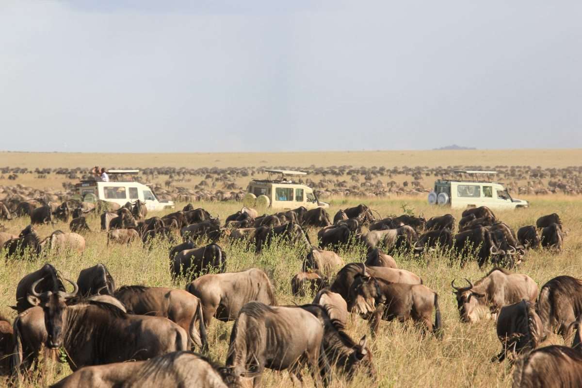 13 Days Africa Private Guiding Tour Holiday Safari