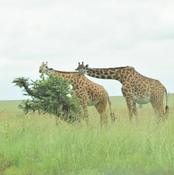 3 Days Unforgettable Tanzania Safaris