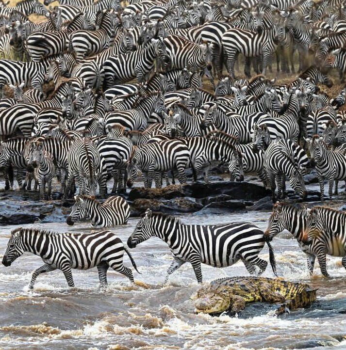 7 Days Serengeti Migration Safari