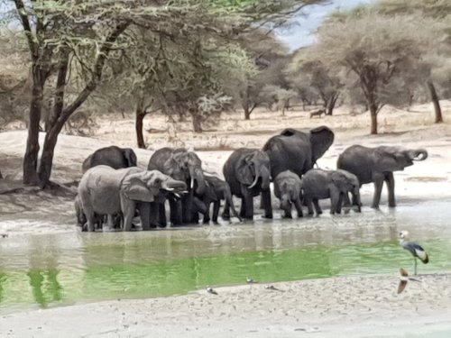 African Big Cats Safari