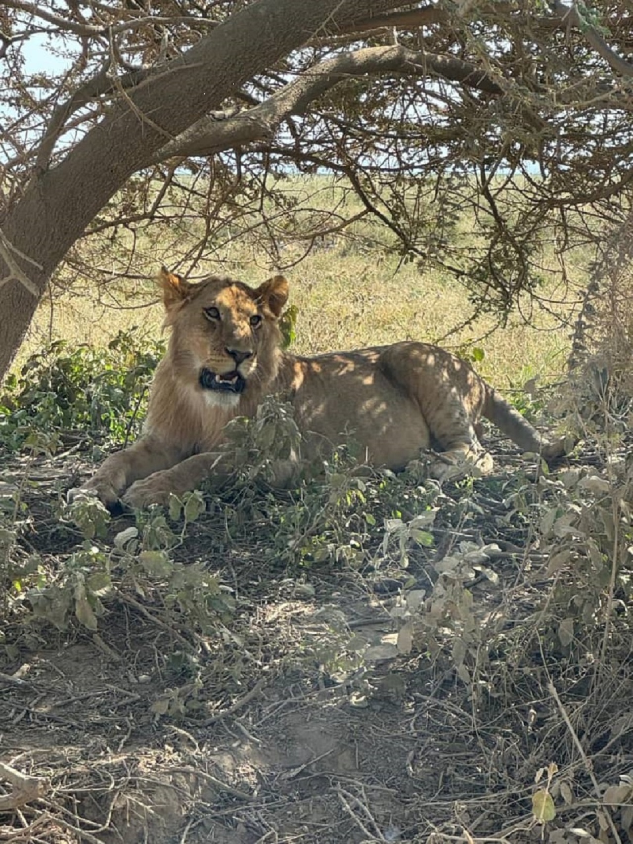 African Big five Safari