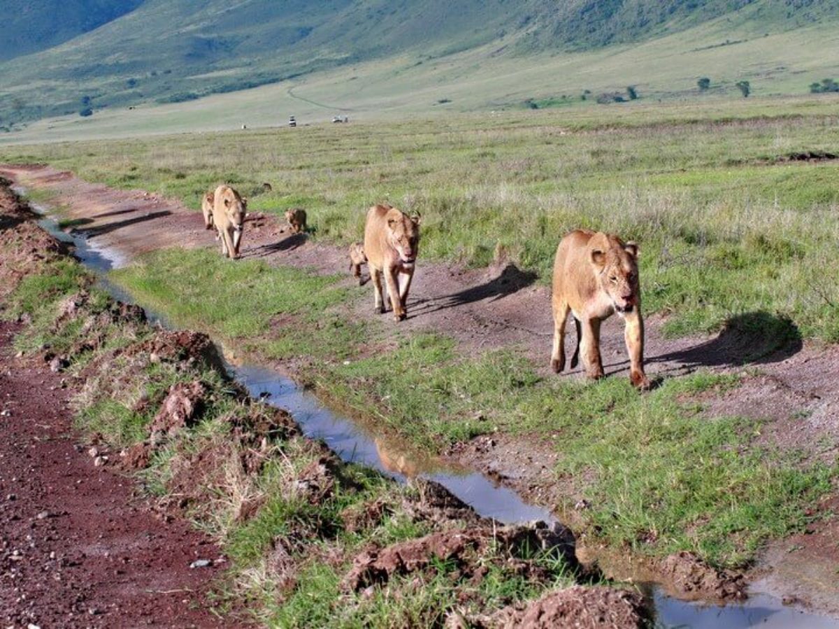 African Safaris & Cultural Experiences