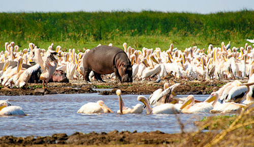 African Elephant Experience Safari-Tanzania