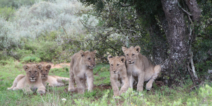 Tanzania Wildlife Safari and Cultural Experiences