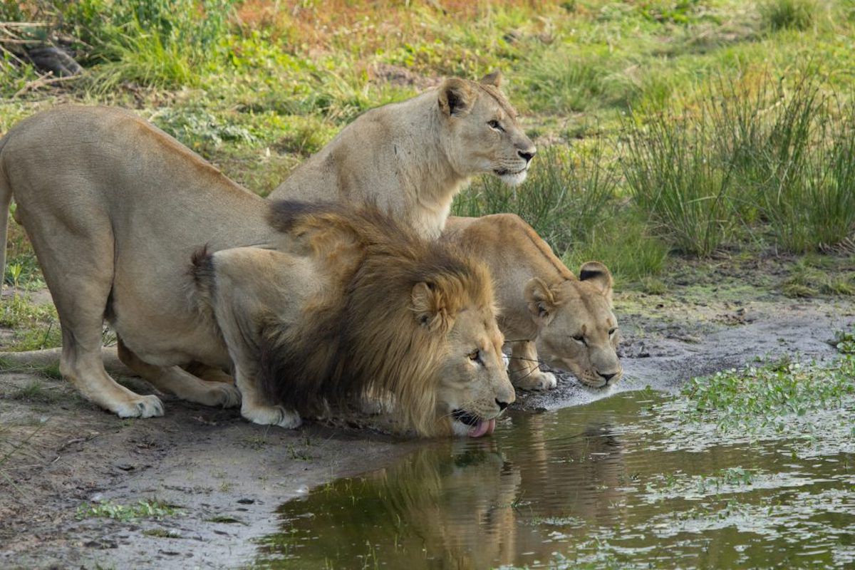 Ultimate Tanzania Wildlife Safari Tour