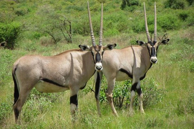 4 Days Samburu and Nakuru
