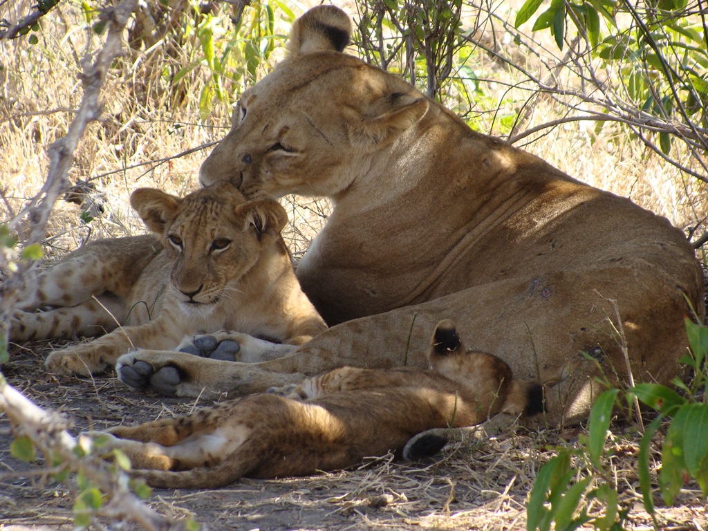 3 Days Selous from Zanzibar