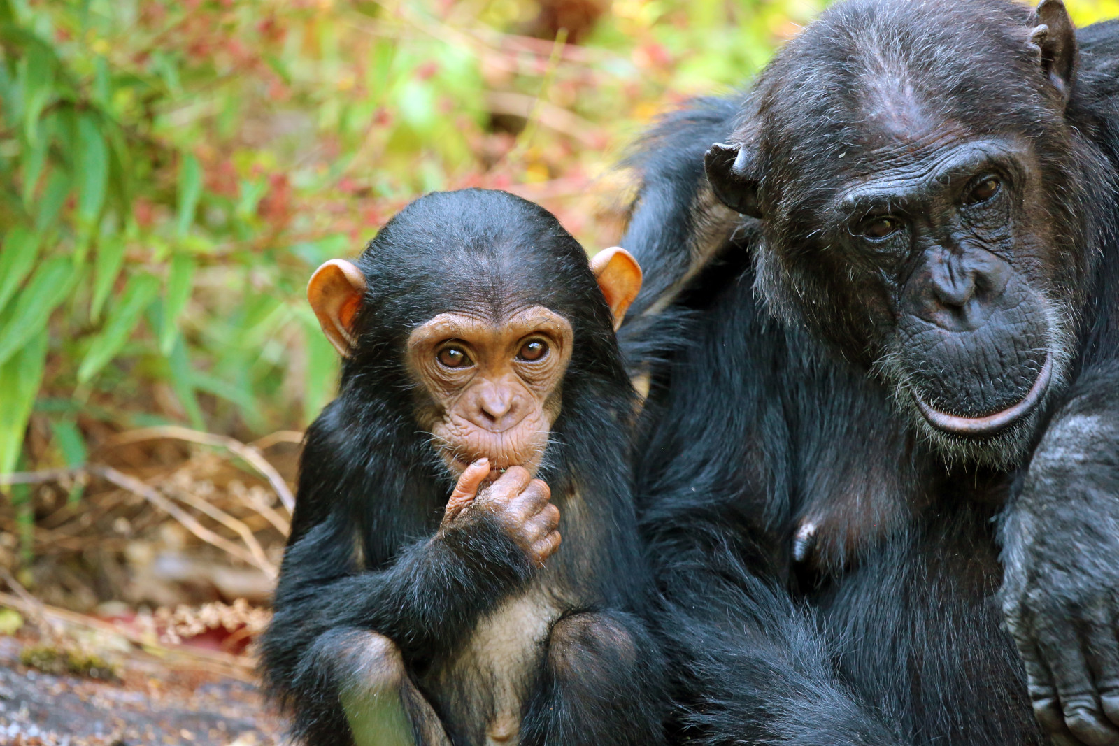 3 Days Mahale -Chimpanzee trekking