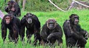 3 Days Gombe - Chimpanzee trekking