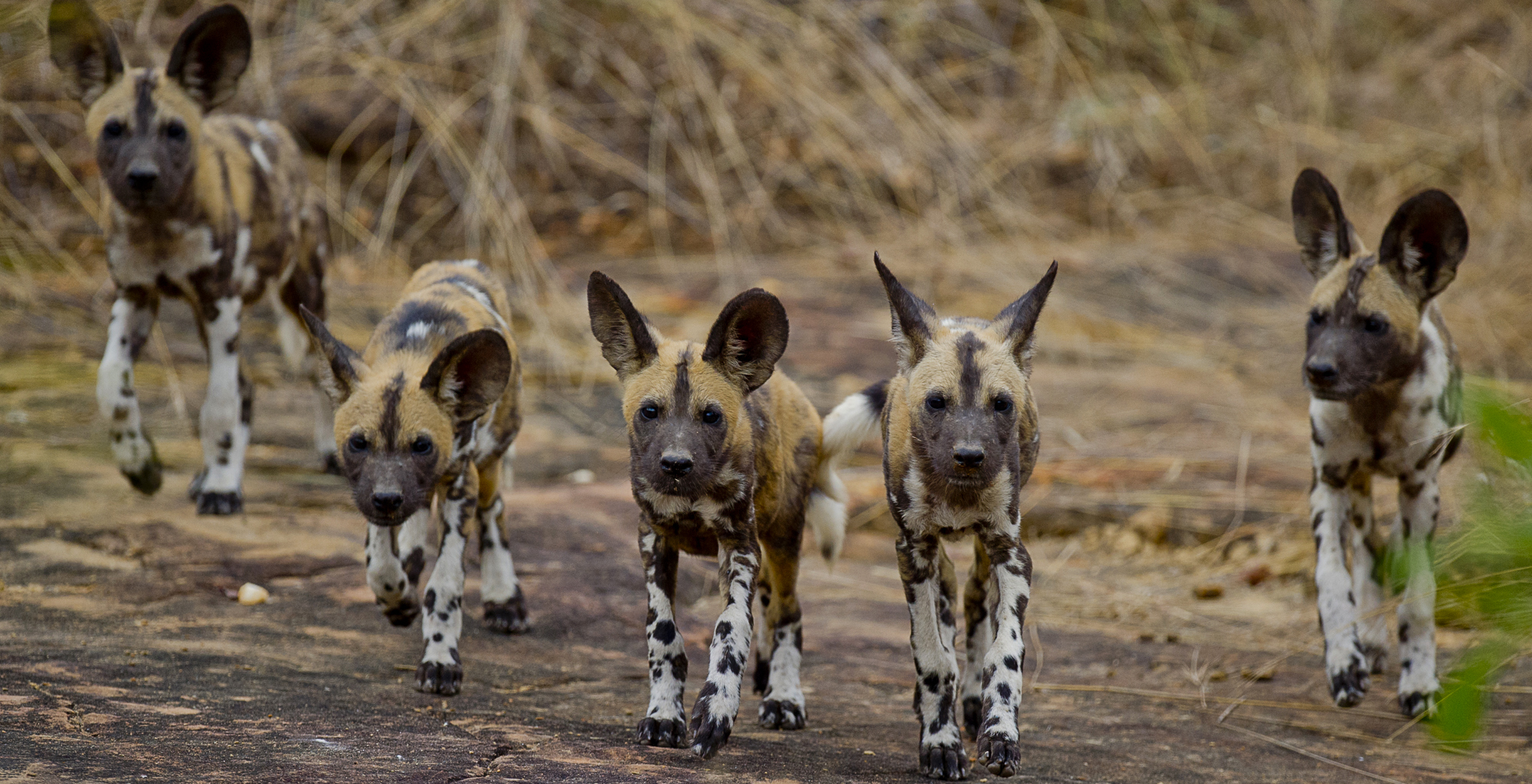 Selous Day trip from Zanzibar