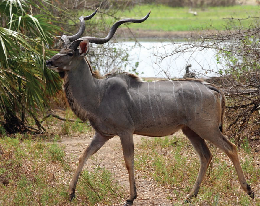 4 Days Ruaha Natiaonal Park