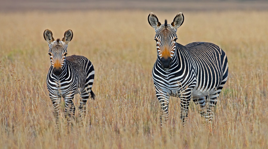 5 DAYS TANZANIA LUXURY SAFARI