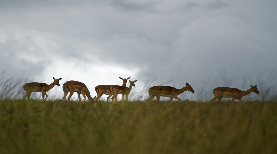 4 DAYS TANZANIA PRIVATE SAFARI
