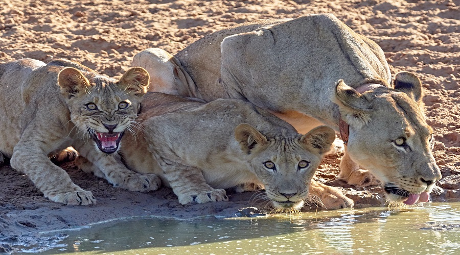 6 DAYS TANZANIA PRIVATE SAFARI