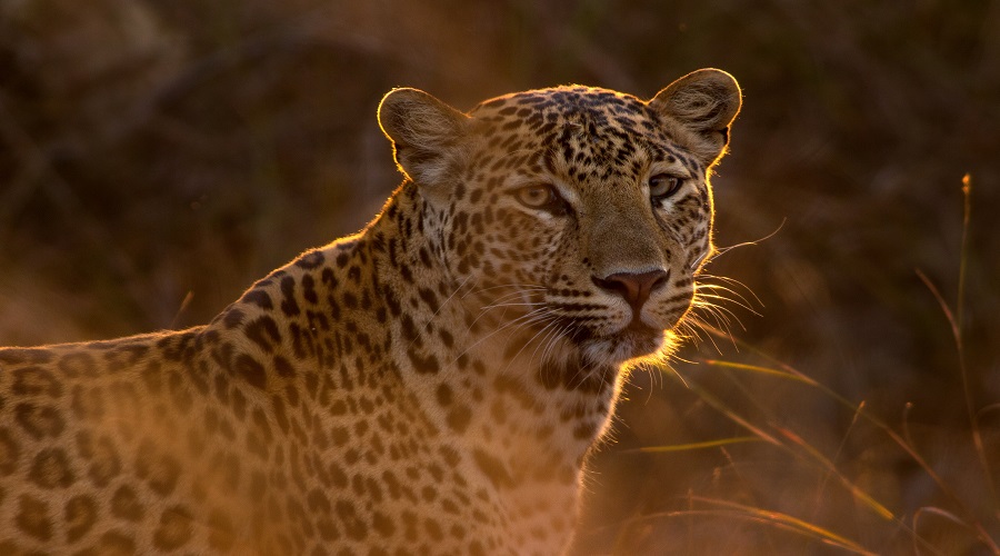 7 DAYS TANZANIA PRIVATE SAFARI