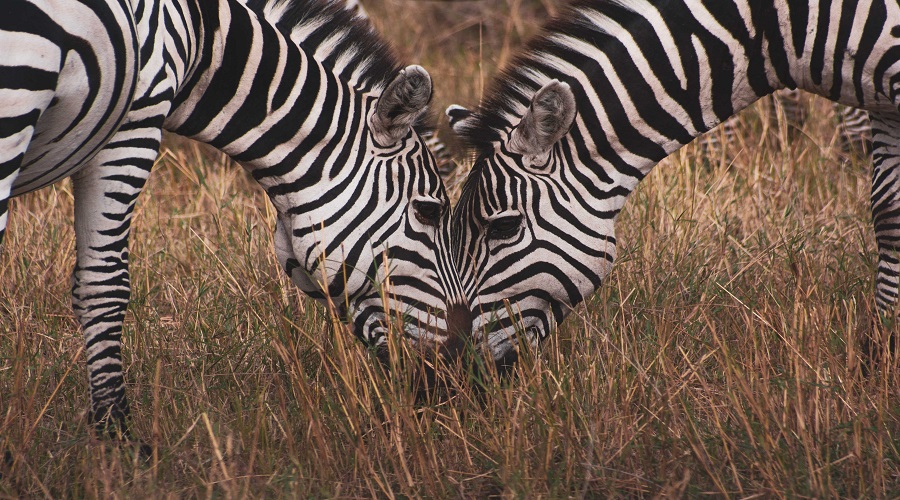2 DAYS TANZANIA MID-RANGE SAFARI