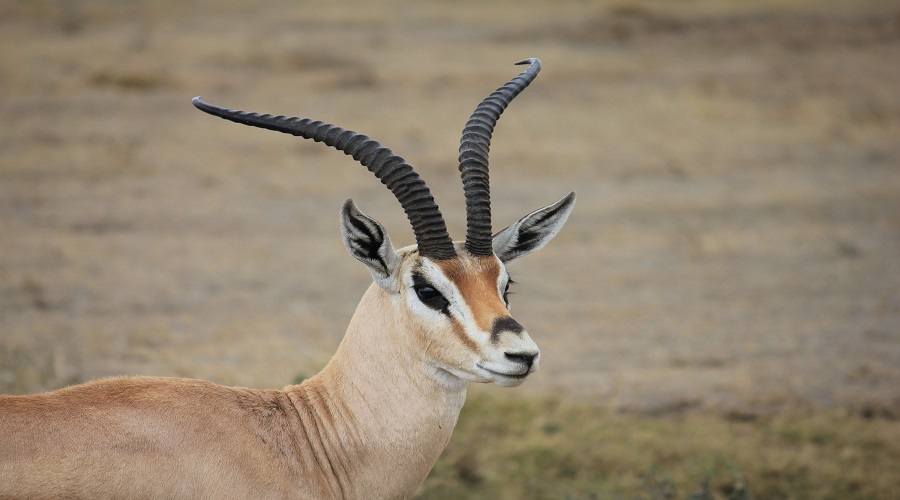 3 DAYS TANZANIA MID-RANGE SAFARI