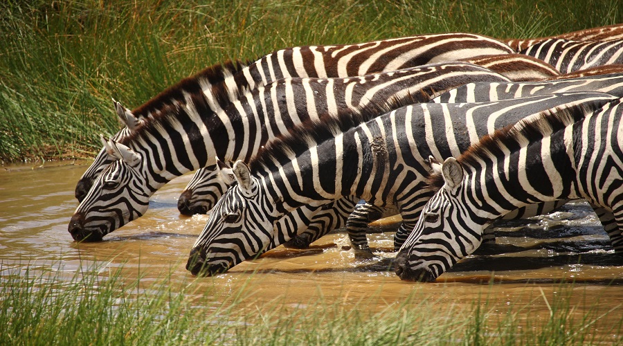 4 DAYS TANZANIA MID-RANGE SAFARI
