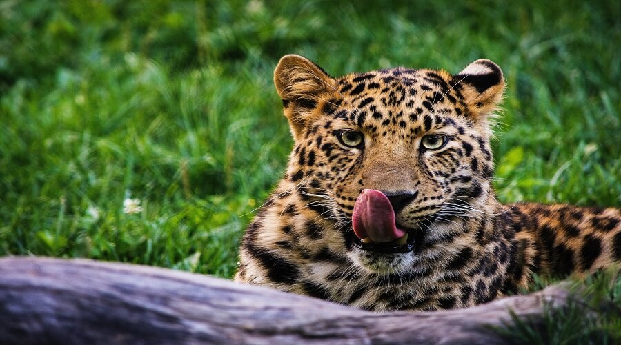 5 DAYS TANZANIA MID-RANGE  SAFARI