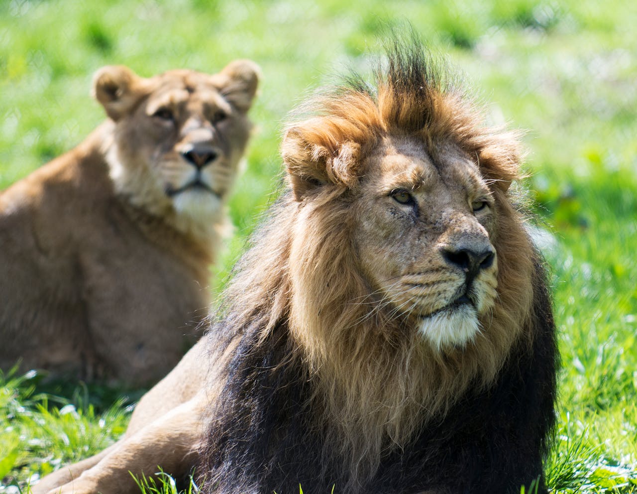 6 DAYS MID-RANGE TANZANIA SAFARI