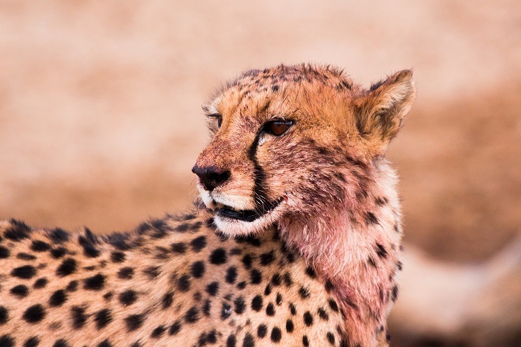 7 DAYS TANZANIA MID-RANGE SAFARI